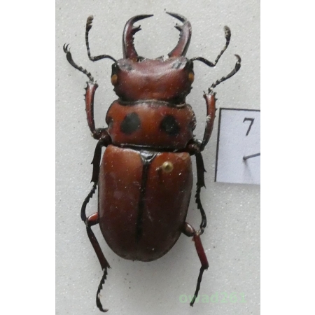 Odontolabis sommeri Parry, 1862 male Indonesia, Sumatra 35mm7